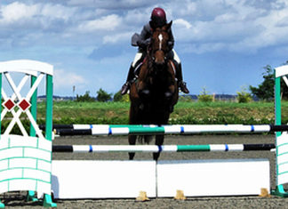 Skoki przez przeszkody – Zawody na Miłosnej 19 12 2012skokiprzeszkody