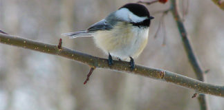 14 01 2013 ptakoliczenie