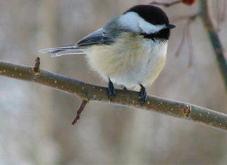 14 01 2013 ptakoliczenie