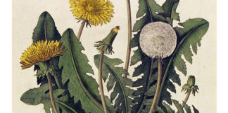 08 02 2013 fenologia