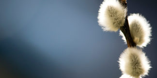 29 03 2013 zyczenia1