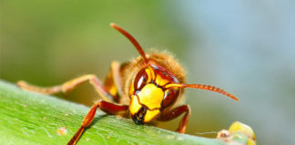 28 08 2013 pszczola2