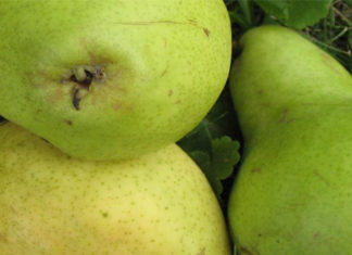 Ocalić od zapomnienia… drzewa owocowe 19 09 2013 owoce