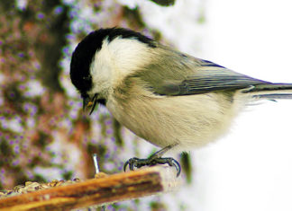 Odbierz budkę lęgową! 26 11 2014 budka