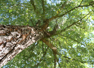 „Drzewa otwartych krajobrazów w procesach inwestycyjnych” – seminarium 23 11 2015 drzewa