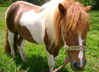 „KUCYK POD CHOINKĘ” 02 12 2015 kuc