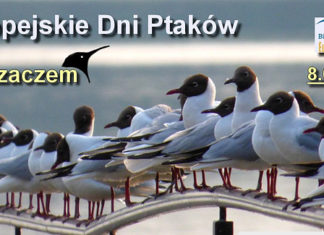 Czas na ptaki! 26 09 2016 ptaki1