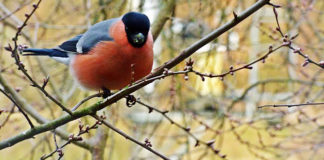 01 02 2017 ptakoliczenie1