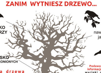 Wycinka drzew 24 02 2017 drzewa1