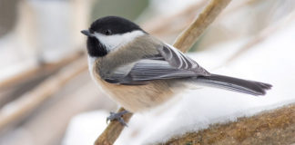 16 01 2018 ptakoliczenie1