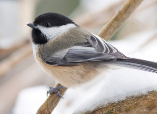 Zimowe Ptakoliczenie 2018 16 01 2018 ptakoliczenie1