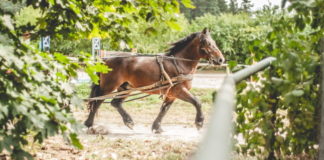 27 09 2019 wystawa koni