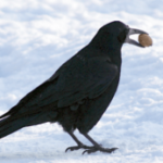 Ilustracja ptaka będącego tematem tegorocznego Zimowego Ptakoliczenia