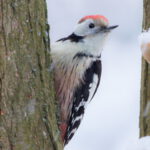Dzięciur czerwonobrzuchy zimą