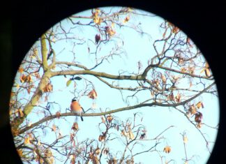 Zimowe Ptakoliczenie,