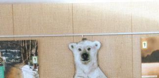 Mężczyzna na tle sylwetki niedźwiedzia polarnego