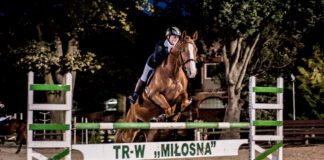 zawodnik na koniu skacze przez przeszkodę