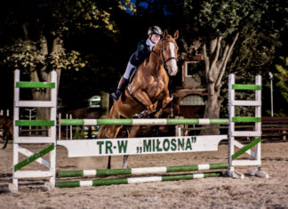 zawodnik na koniu skacze przez przeszkodę