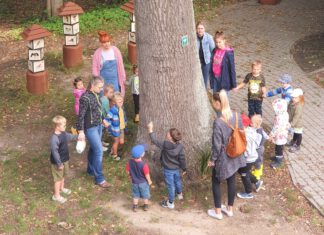 Dąb „Hugo Conventz” nowym pomnikiem przyrody pień ogromnego drzewa, dookoła gromadka dzieci z opiekunami