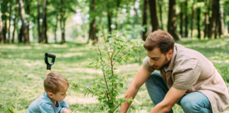 ojciec z synem sadzą drzewo