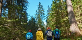 czworo ludzi odwróconych tyłem idzie leśną ścieżką