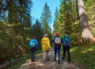 czworo ludzi odwróconych tyłem idzie leśną ścieżką