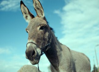 DKF Powiększenie w grudniu