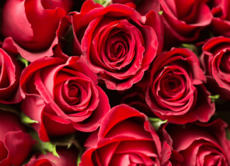 Setne jubileusze czerwone róże, obrazek poglądowy