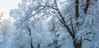 ośnieżona droga, wzdłuż drzewa