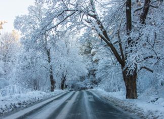 Obowiązki właścicieli i zarządców nieruchomości w czasie zimy ośnieżona droga, wzdłuż drzewa