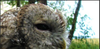 sowa z bliska