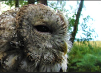 sowa z bliska