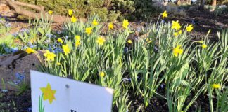 żonkile, tabliczka Pola Nadziei