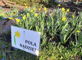 żonkile, tabliczka Pola Nadziei