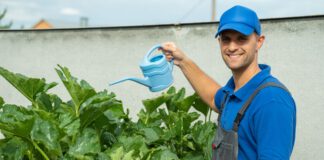 rolnik podlewa roślinę