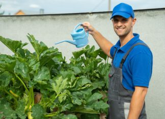 rolnik podlewa roślinę