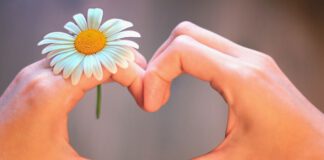serce z dłoni