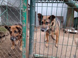 Przytulisko psów na Miłosnej