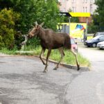 Łoś na ulicach Kwidzyna