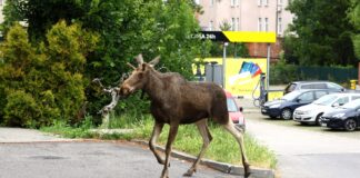 Łoś na ulicach Kwidzyna