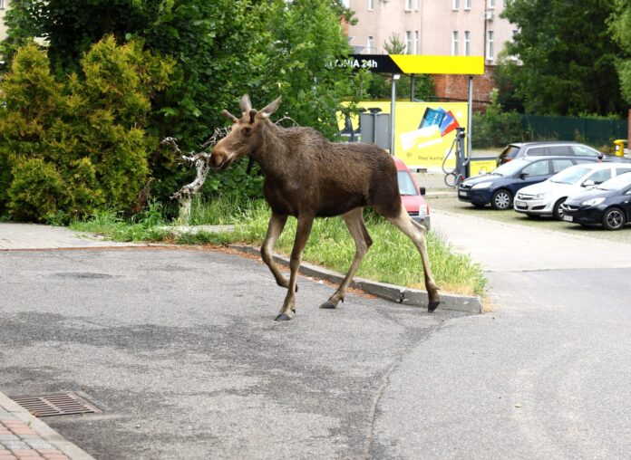 Łoś na ulicach Kwidzyna
